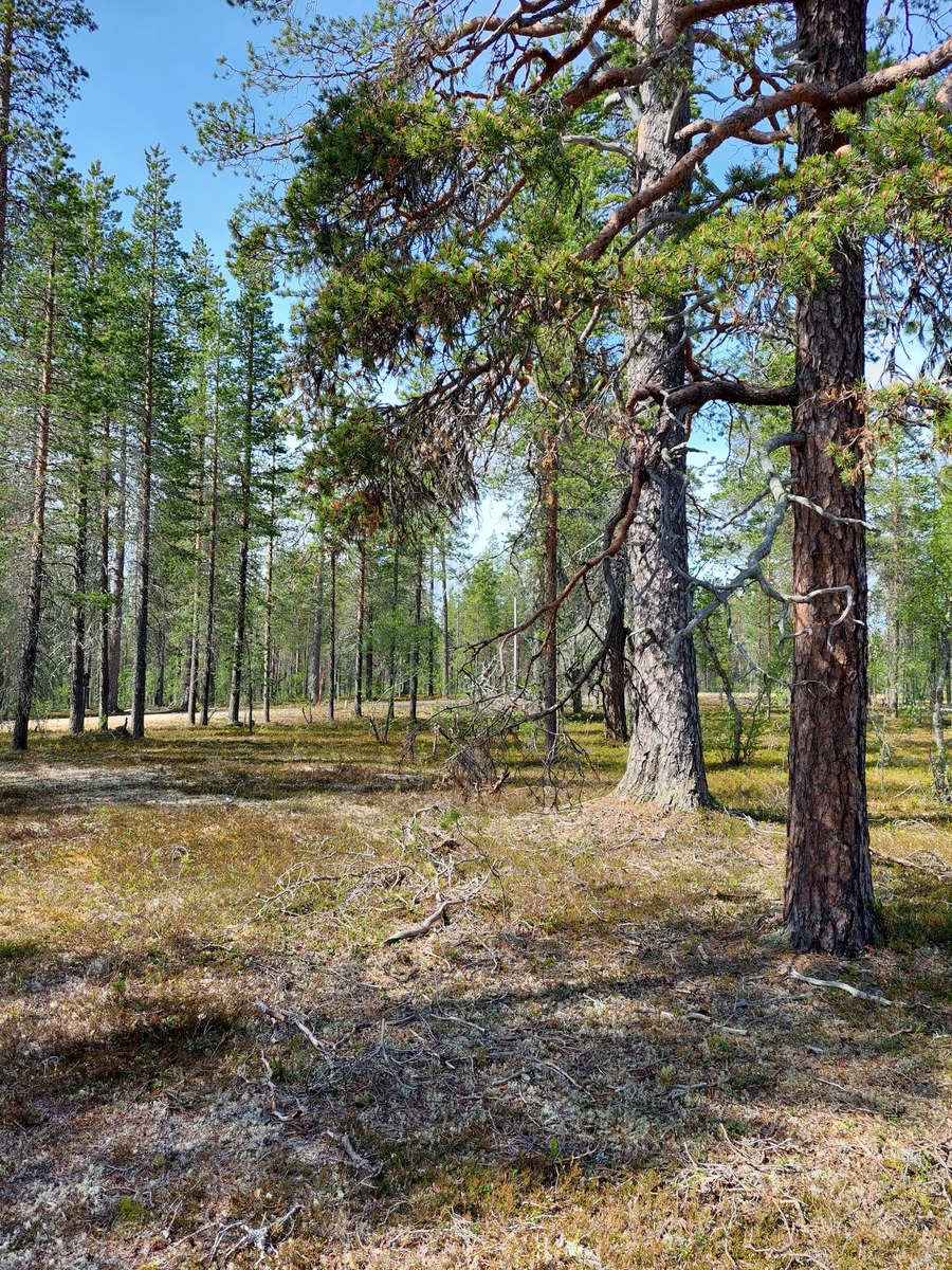 Kuva tontilta, mäntykangasta, tie taustalla