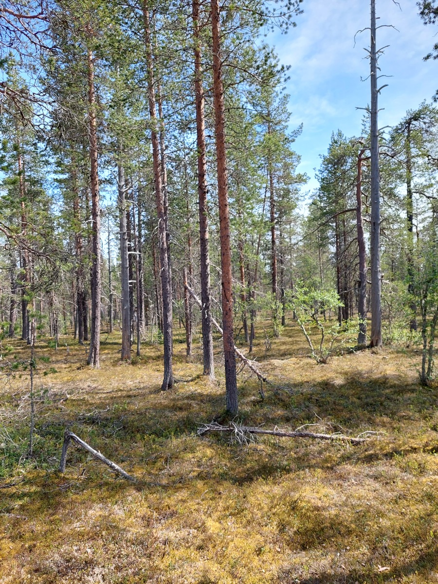 Kuva tontilta, mäntykangasta