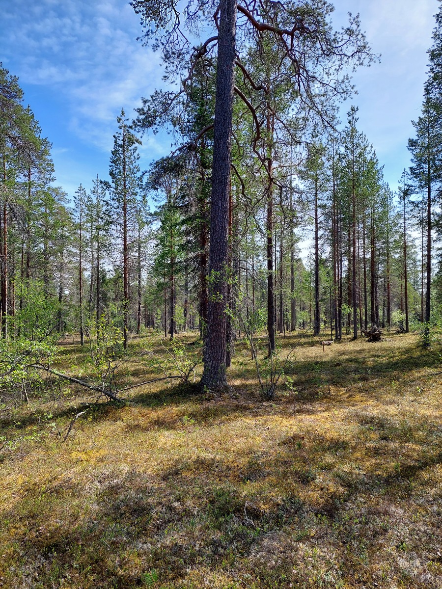 Kuva tontilta, mäntykangasta