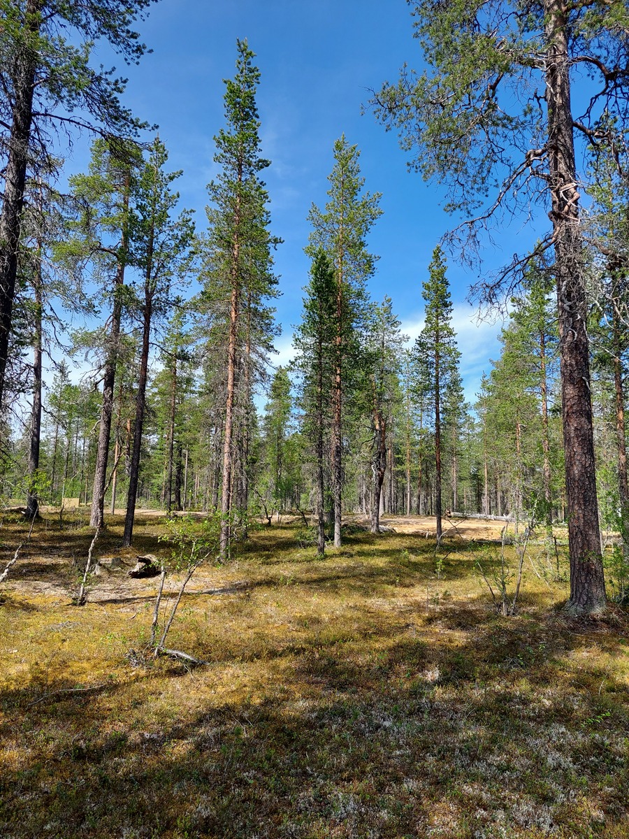Kuva tontilta, mäntykangasta, tie taustalla