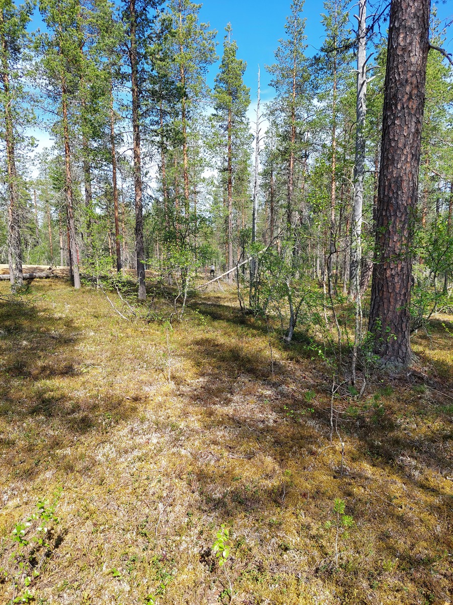 Kuva tontilta, mäntykangasta, tie taustalla