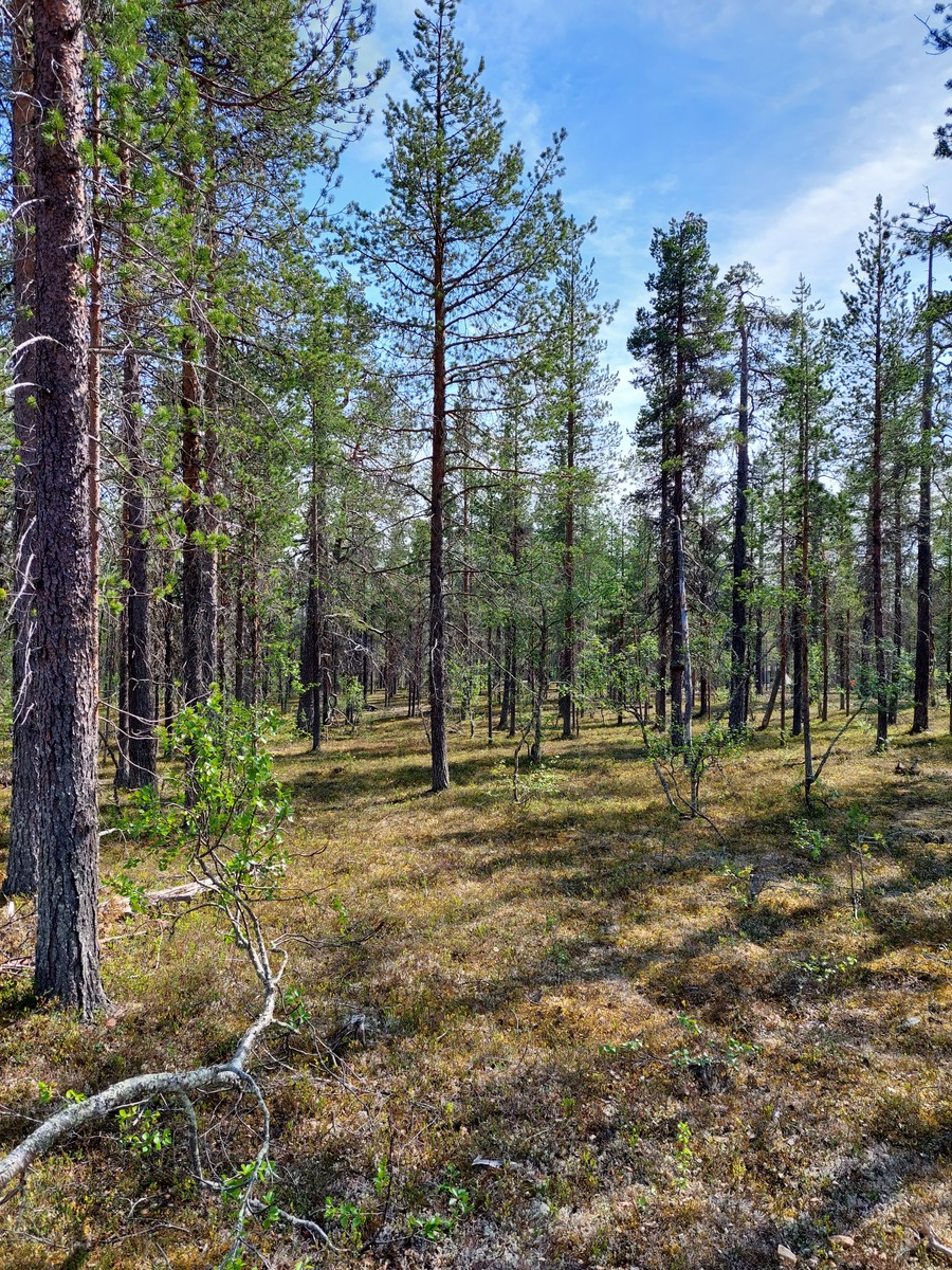 Kuva tontilta, mäntykangasta