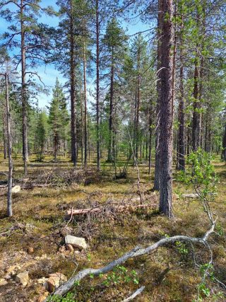 Kuva tontilta, mäntykangasta