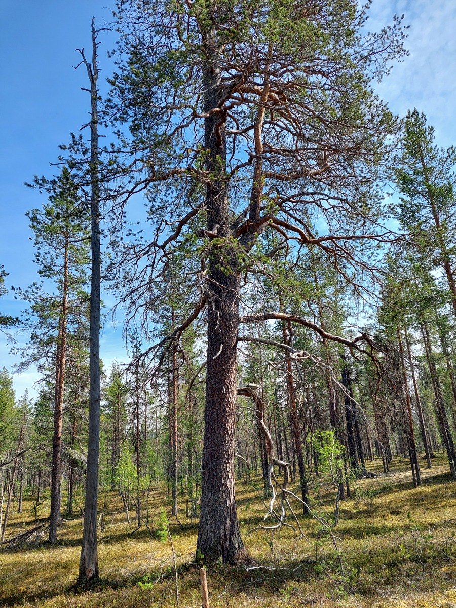 Kuva tontilta, mäntykangasta