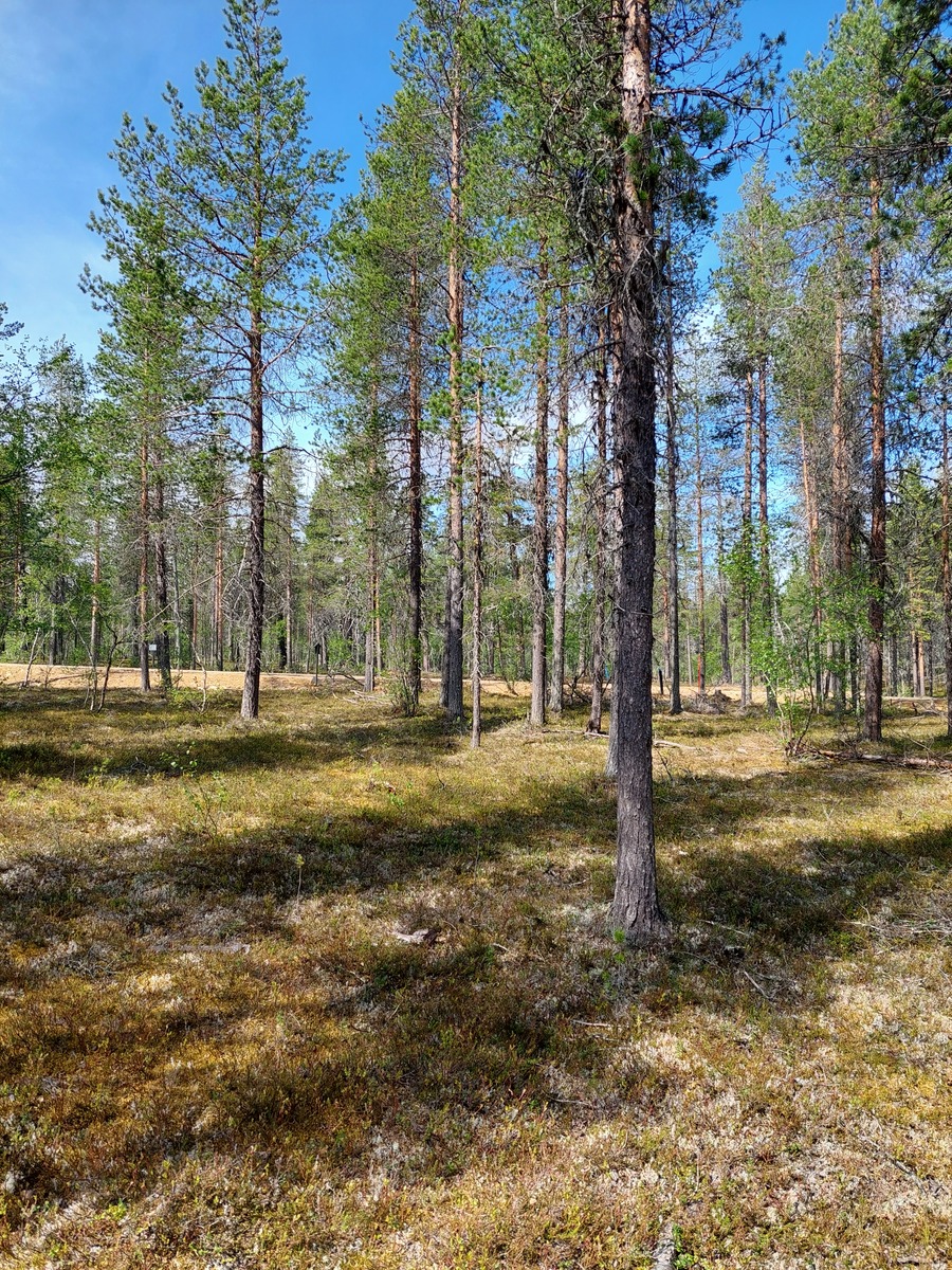 Kuva tontilta, mäntykangasta, tie taustalla