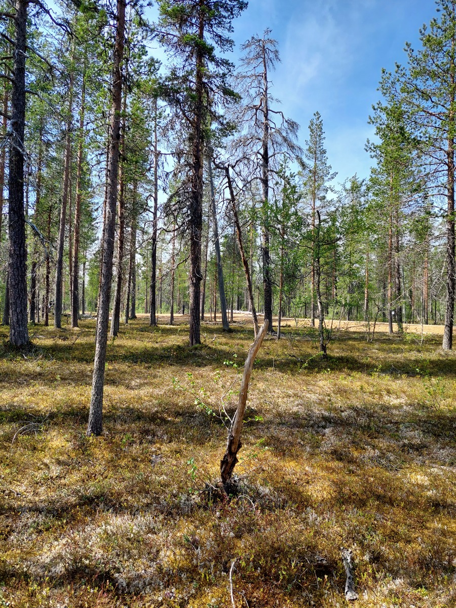 Kuva tontilta, mäntykangasta, tie taustalla