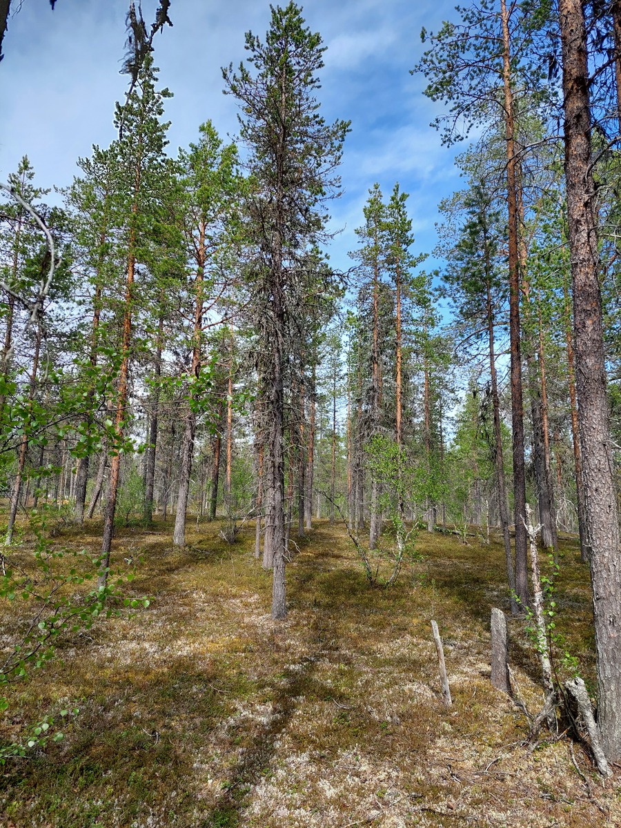 Kuva tontilta, mäntykangasta