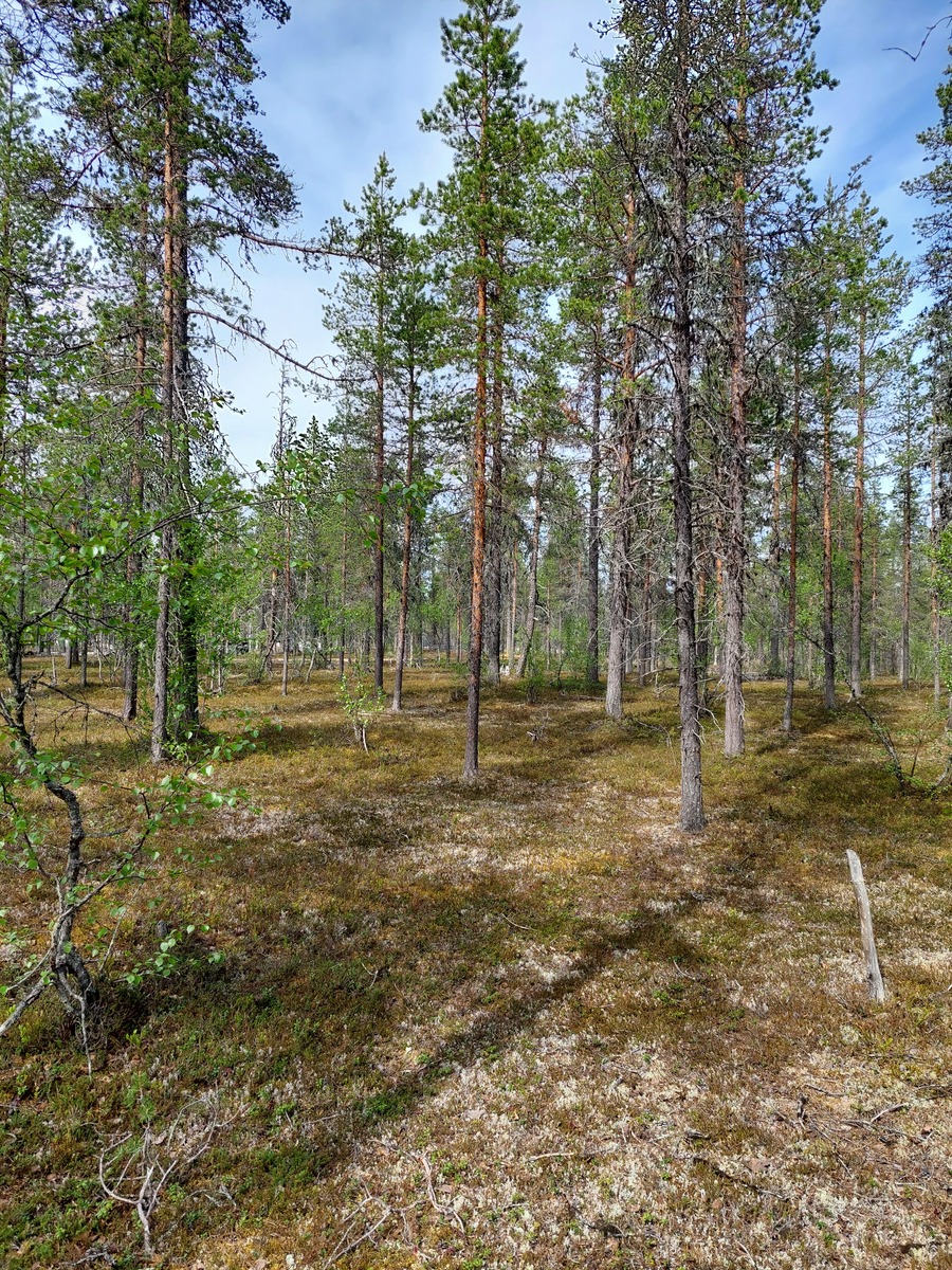 Kuva tontilta, mäntykangasta