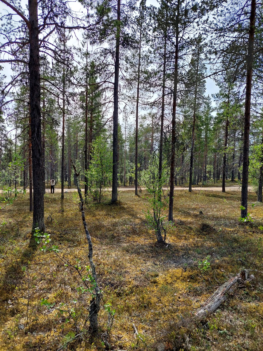 Kuva tontilta, mäntykangasta, tie taustalla