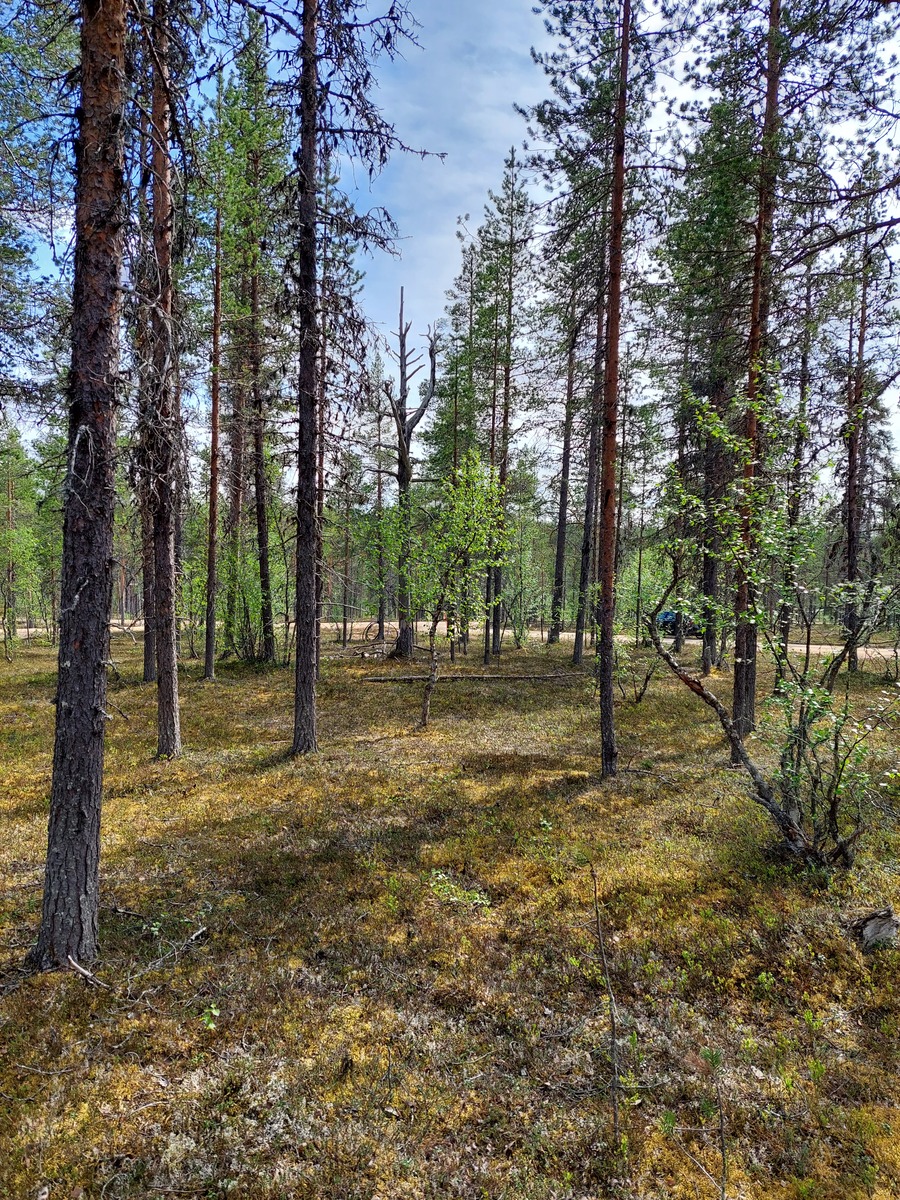 Kuva tontilta, mäntykangasta, tie taustalla