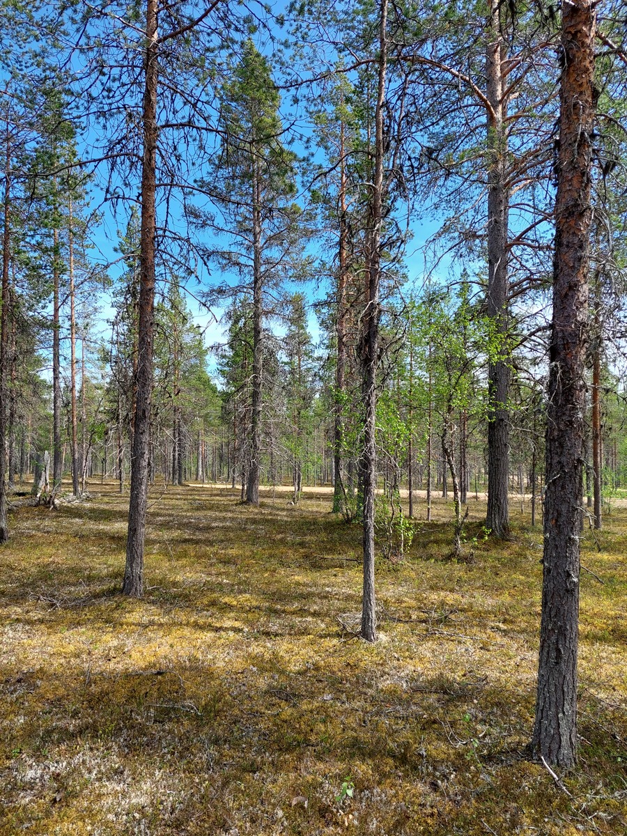 Kuva tontilta, mäntykangasta, tie taustalla