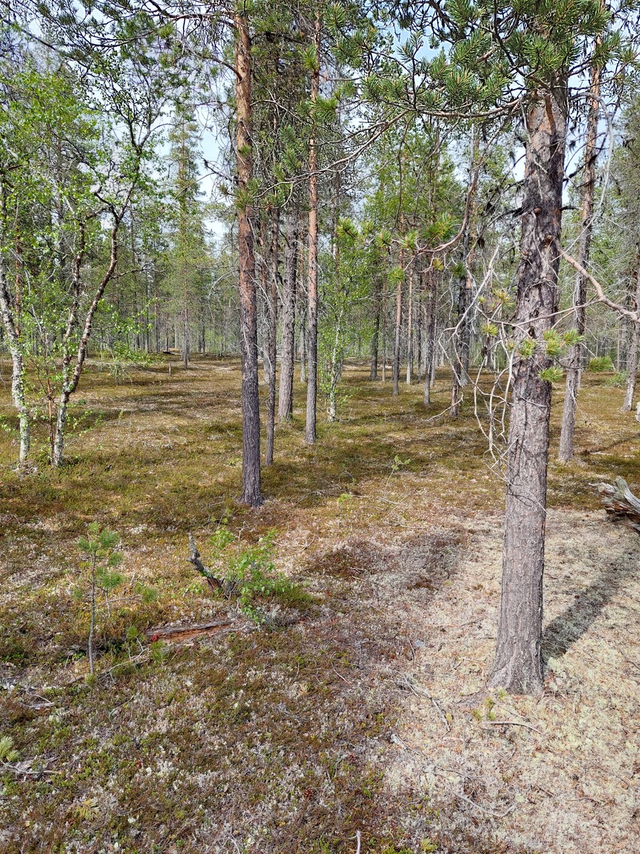 Kuva tontilta, mäntykangasta