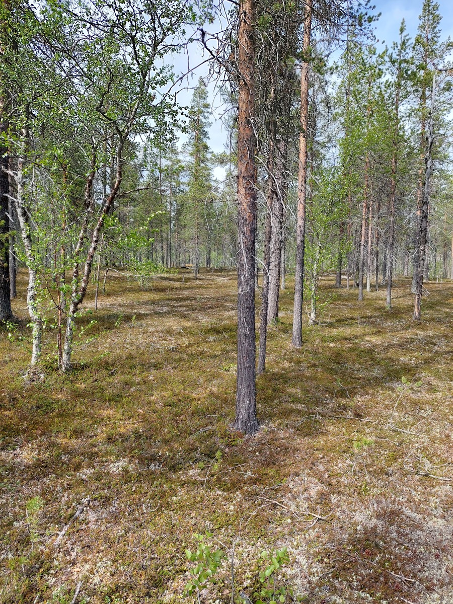 Kuva tontilta, mäntykangasta