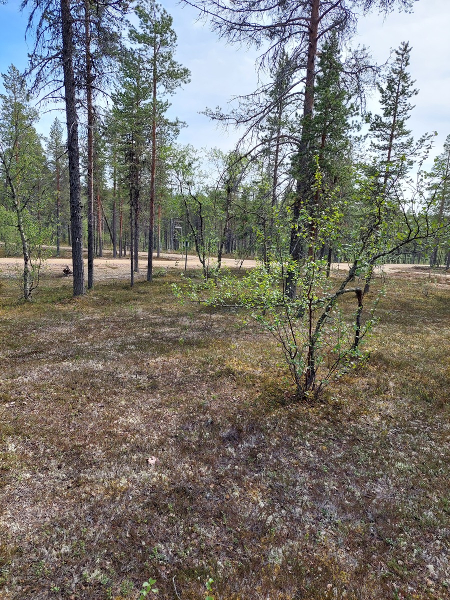Kuva tontilta, mäntykangasta, tie näkyy taustalla