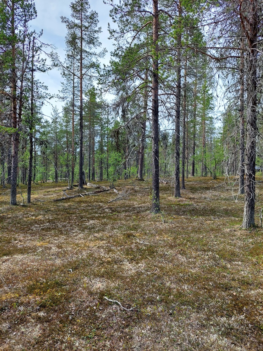 Kuva tontilta, mäntykangasta
