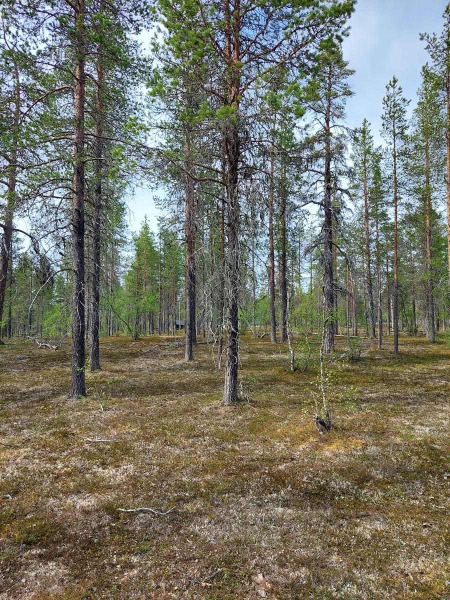 Kuva tontilta, mäntykangasta