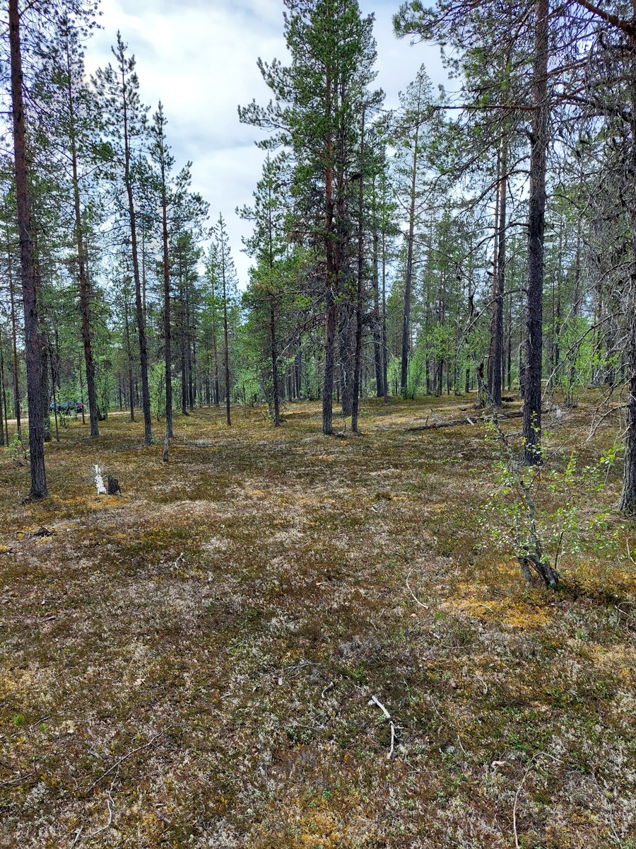Kuva tontilta, mäntykangasta, tie taustalla