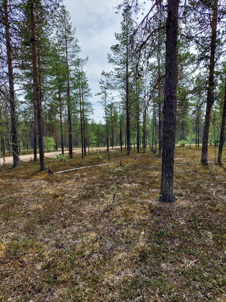 Kuva tontilta, mäntykangasta, tie taustalla