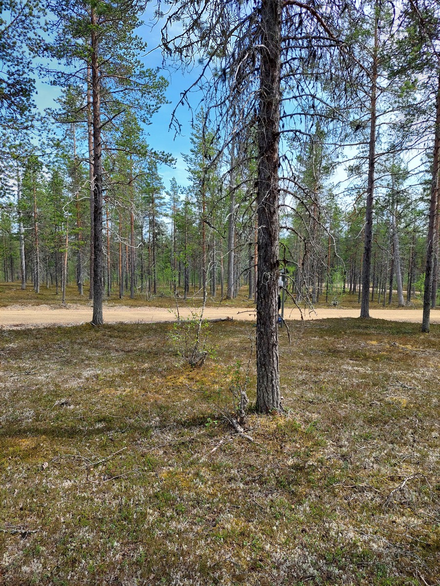 Kuva tontilta, mäntykangasta, tie taustalla