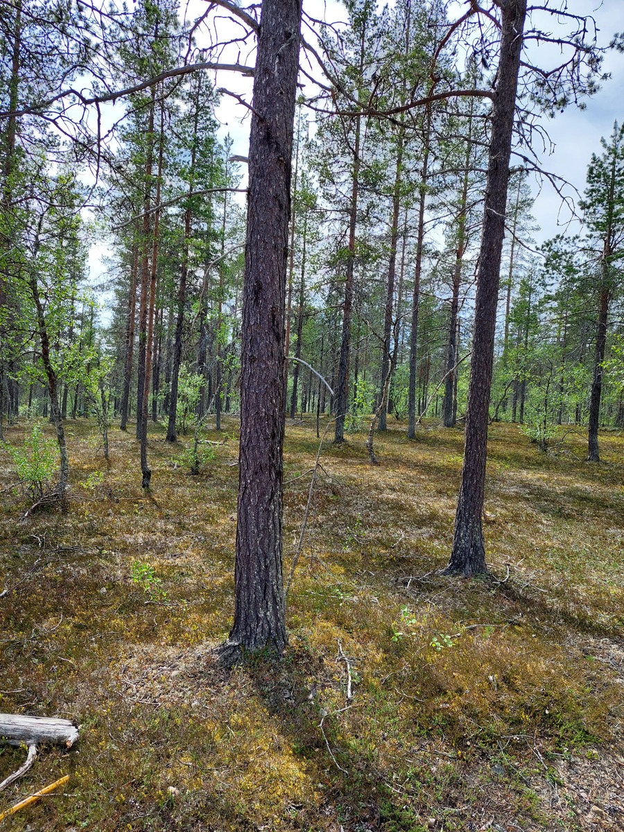 Kuva tontilta, mäntykangasta