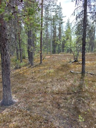 Kuva tontilta, mäntykangasta