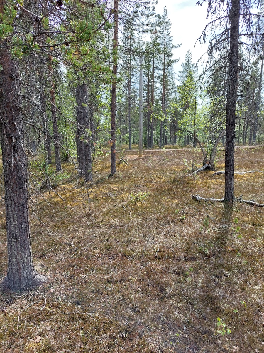 Kuva tontilta, mäntykangasta