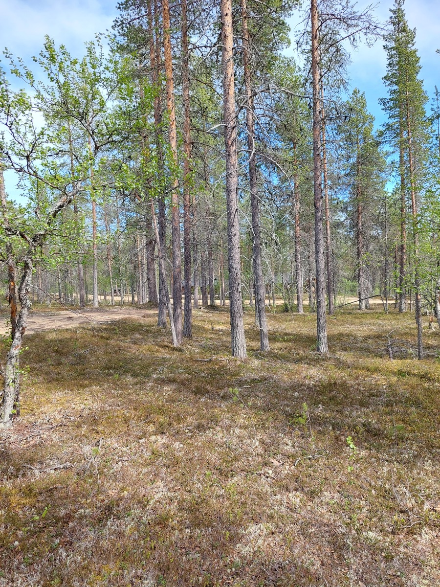 Kuva tontilta, mäntykangasta, vanha tienpohja joka rasittaa tonttia kuvassa, tie näkyy taustalla