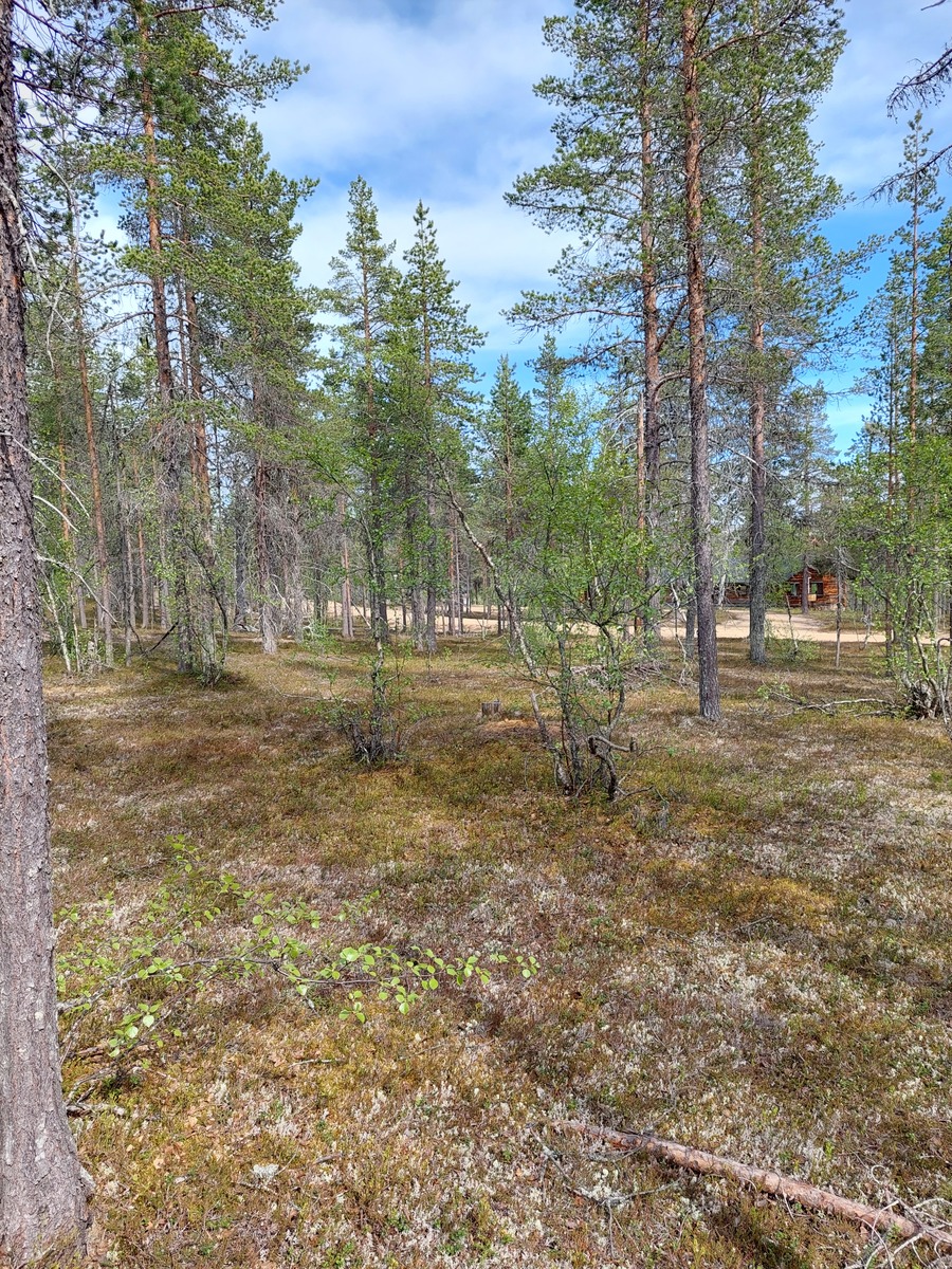 Kuva tontilta, mäntykangasta, tie taustalla