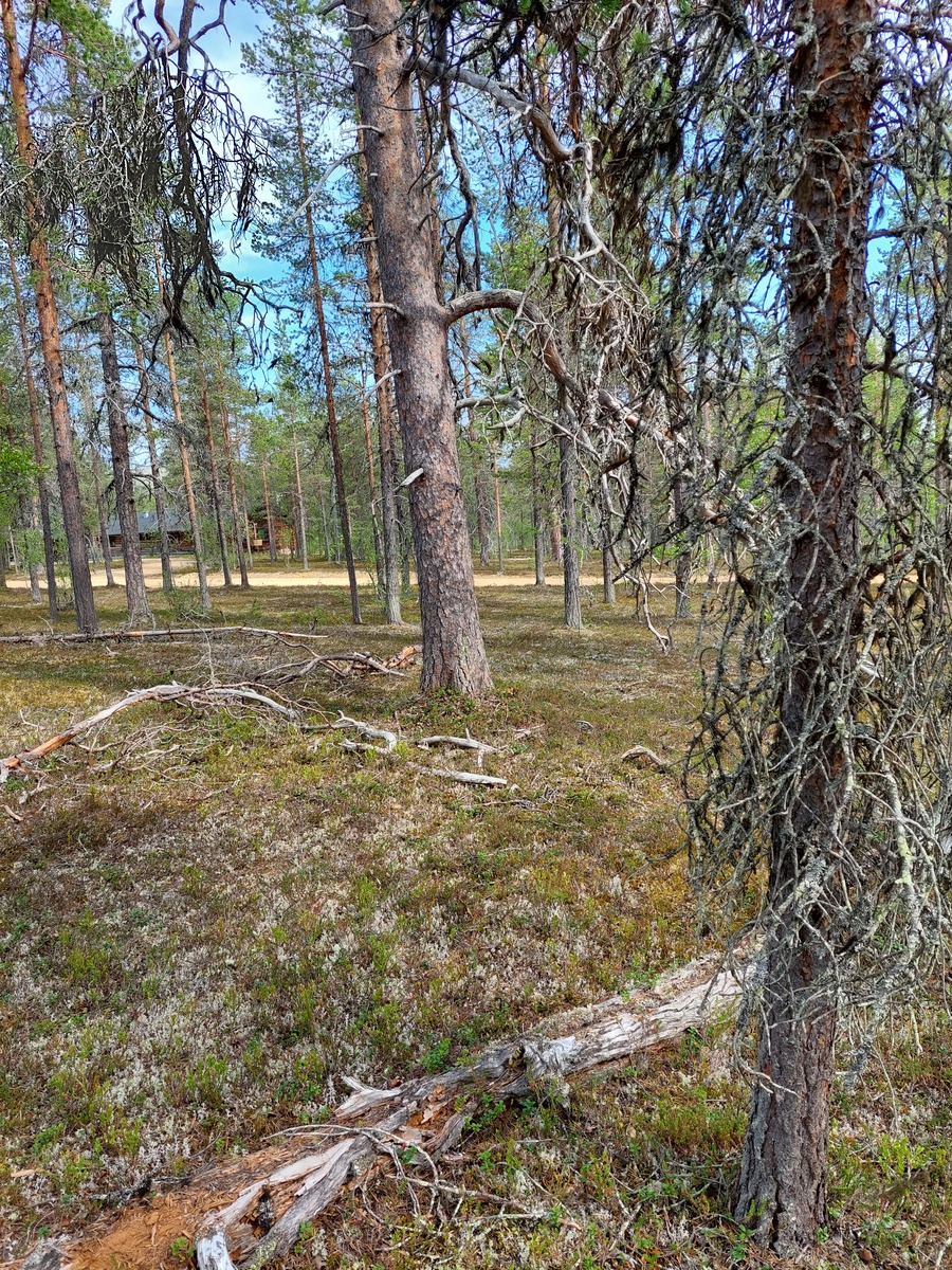 Kuva tontilta, mäntykangasta, tie ja naapurin rakennus tien vastapuolella näkyy kuvassa