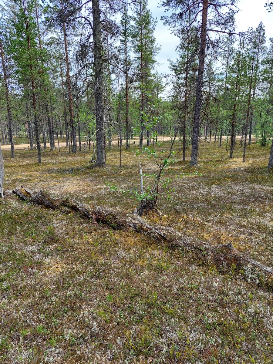 Kuva tontilta, mäntykangasta, tie taustalla