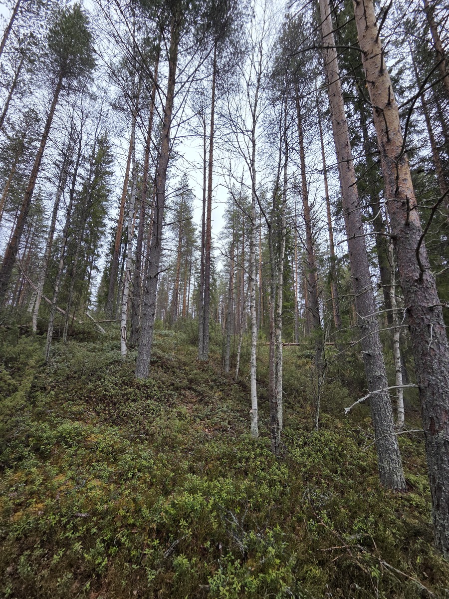 Tontilla kasvaa sekämetsää.
