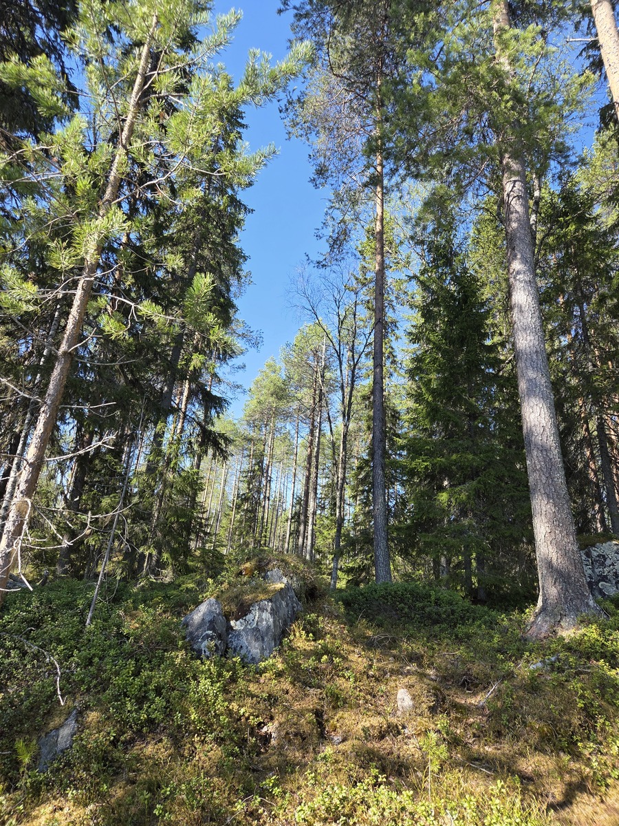 Kuva tontilta rannasta metsään päin.