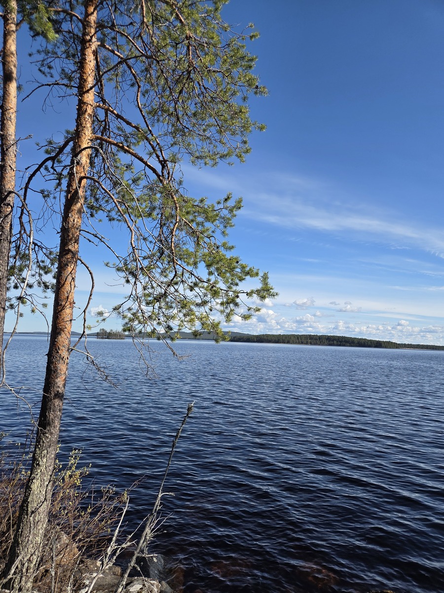 Kuva tontin rannasta järvelle.