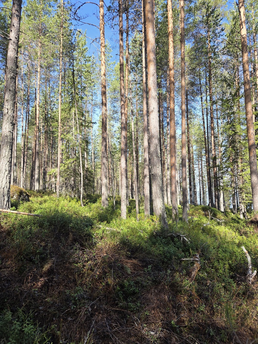Kuva tontista. Tontilla kasvaa lähinnä mäntyä.