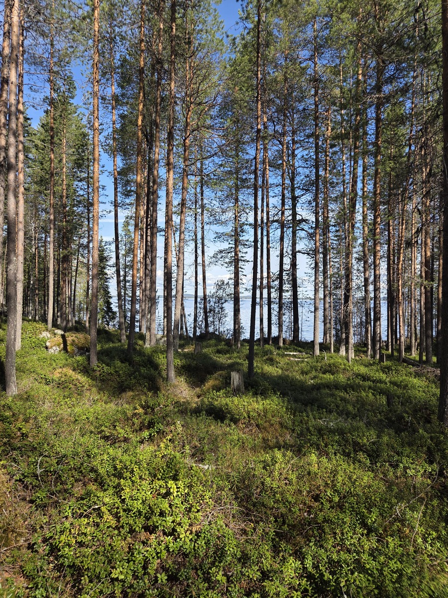 Kuva tontista järvelle päin.