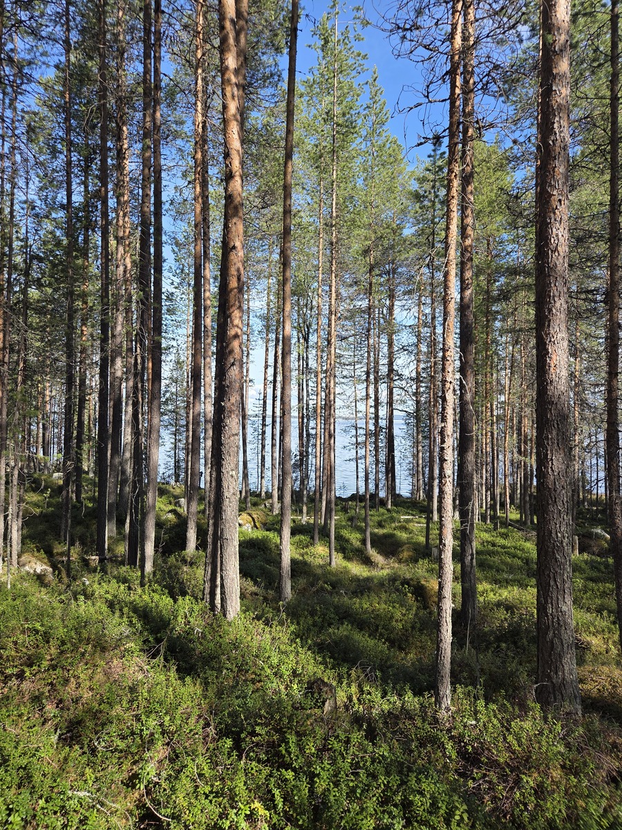 Kuva tontista. Tontilla kasvaa lähinnä mäntyä.