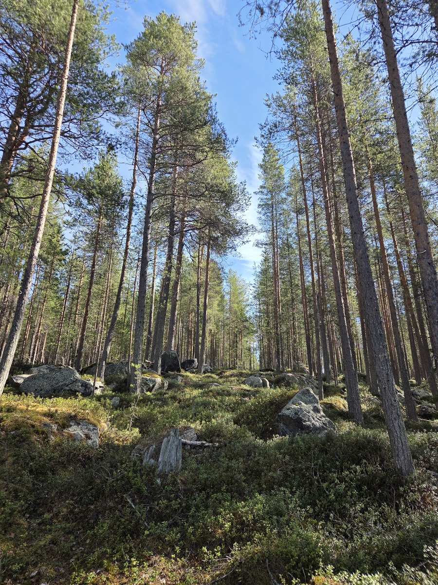 Yleisnäkymää tontilta.