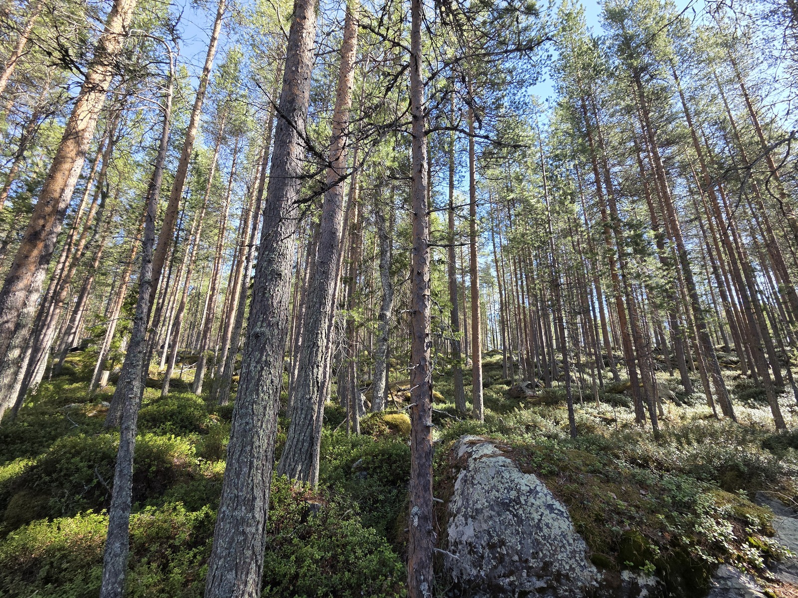 Yleisnäkymää tontilta.
