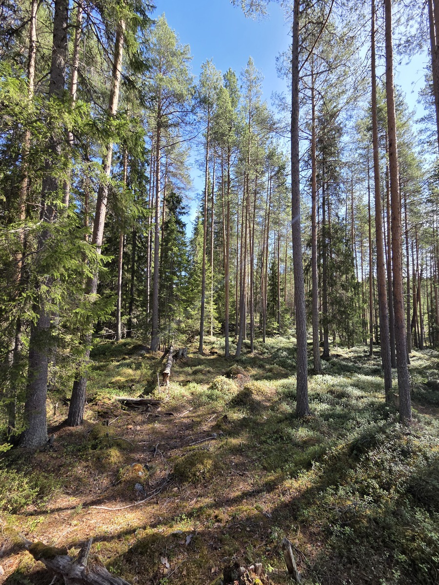 Tontilla kasvaa sekametsää.