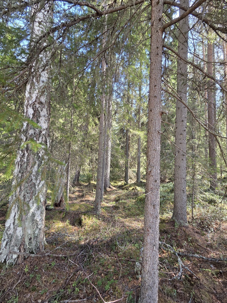 Tontilla kasvaa sekametsää.
