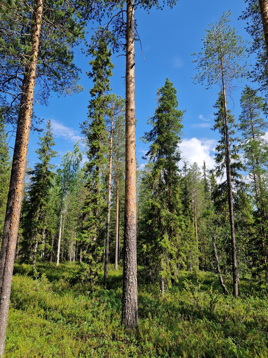 Tontilla on myös isoja mäntyjä