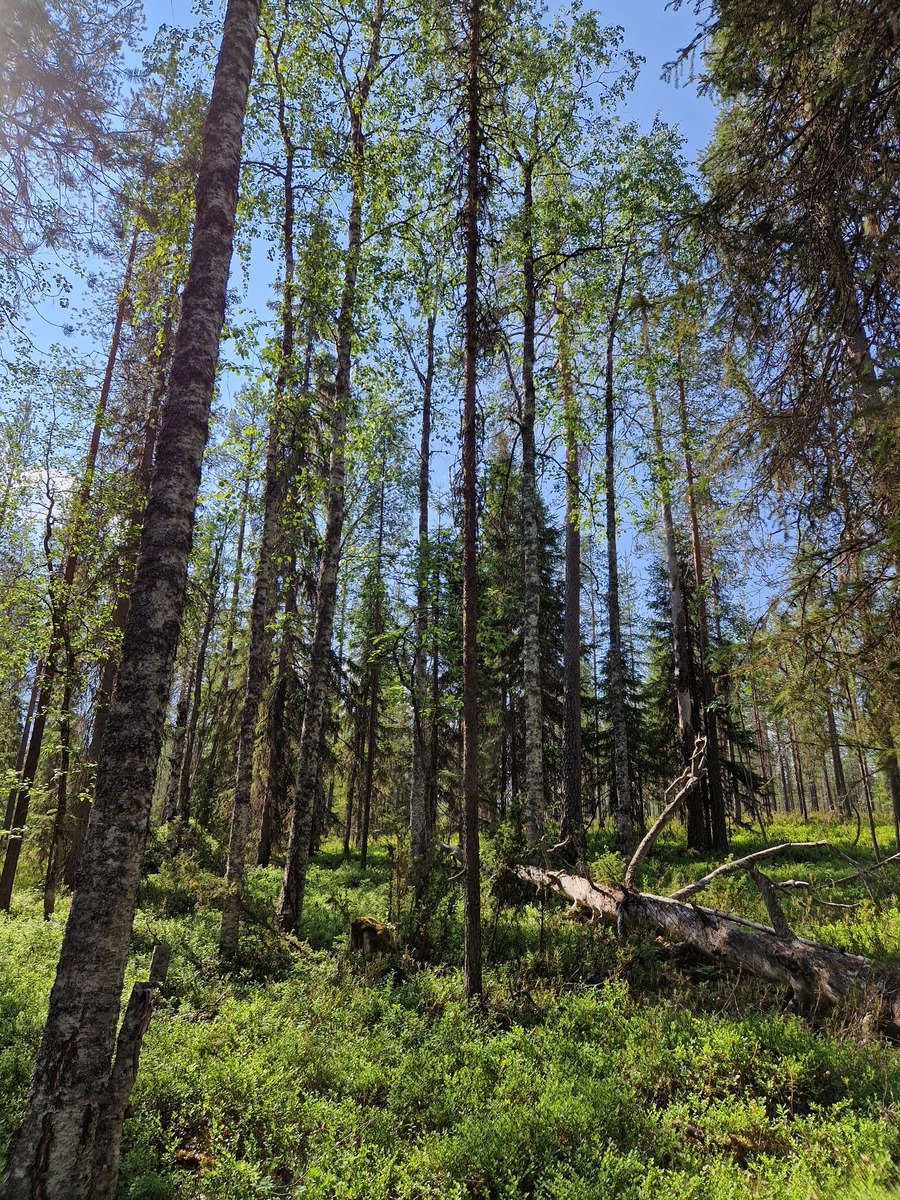 Tontilla on sekametsää