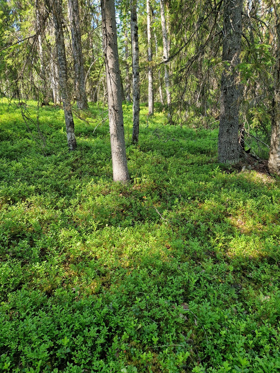 Mustikkakangasta