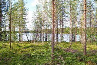 Nuorta männikköä järven rannalla, aurinko paistaa männikköön.