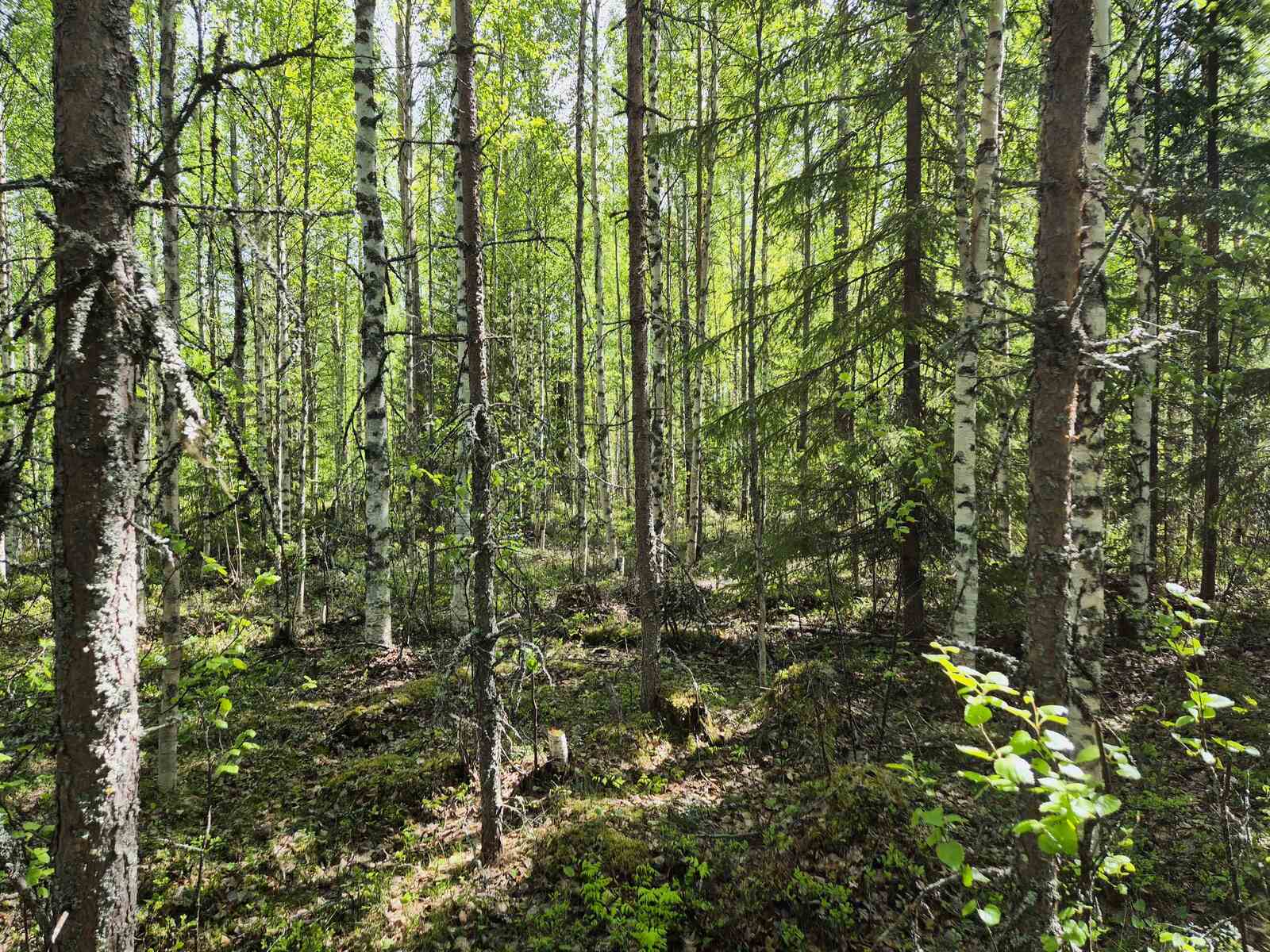 Aurinko paistaa tiheään nuoreen männikköön.