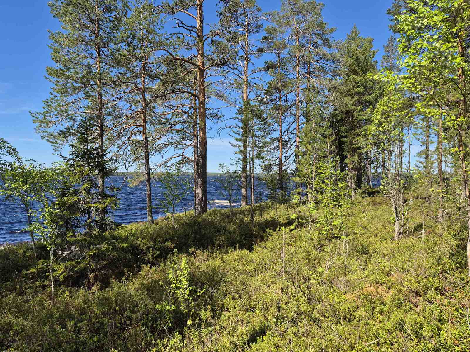 Rannan puusto on harvaa ja mäntypainotteista, maassa kasvaa kunttaa.
