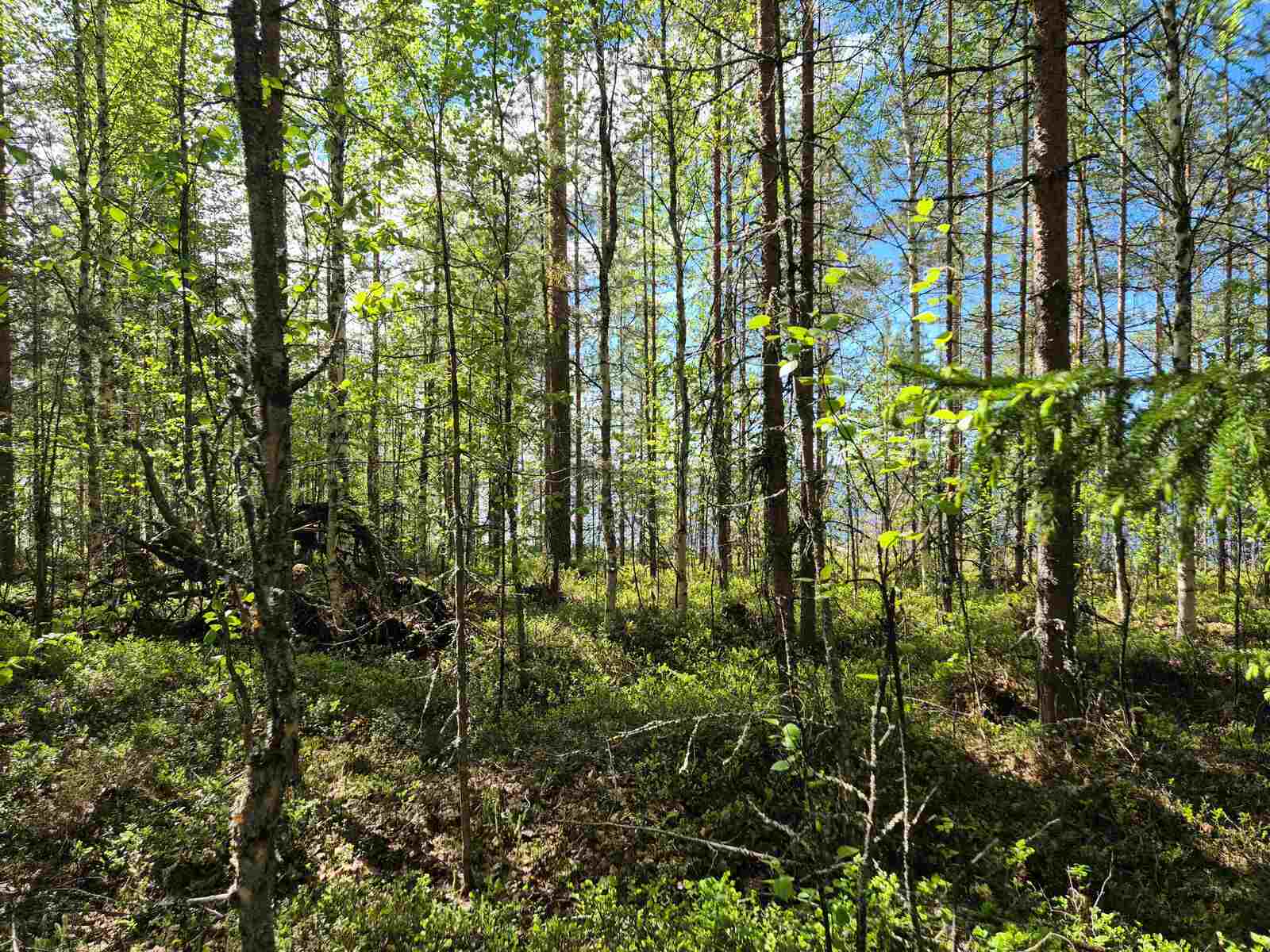 Aurinko paistaa tiheään nuoreen männikköön.