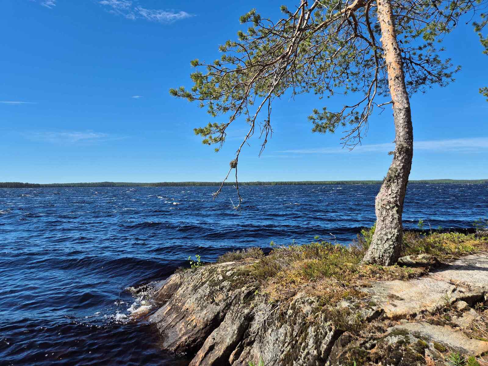 Mänty kasvaa yksinään rantakivellä, Laakajärvi aaltoilee korkein aalloin taustalla.
