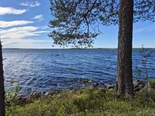 Laakajärven rannassa kasvaa yksinäinen mänty.