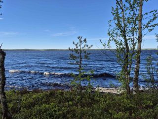 Yksittäisiä nuoria puita rannalla, taustalla järvellä on isot vaahtopäiset aallot.